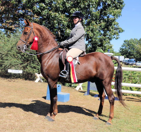 NSHA Horse Show Res Champions